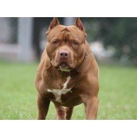 American Bully