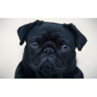 Black Pug