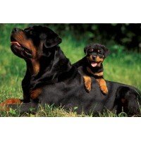 Rottweiler