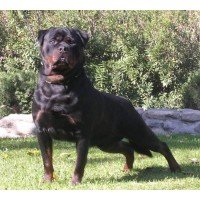 Musculer Rottweiler