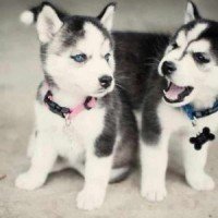 Husky pups
