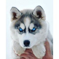 Husky
