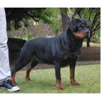 Rottweiler