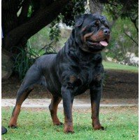 Rottweiler