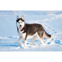 Siberian Husky