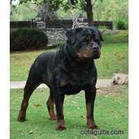 Rottweiler