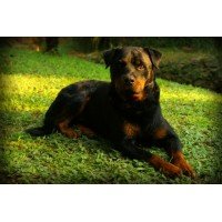 Rottweiler