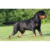 Rottweiler
